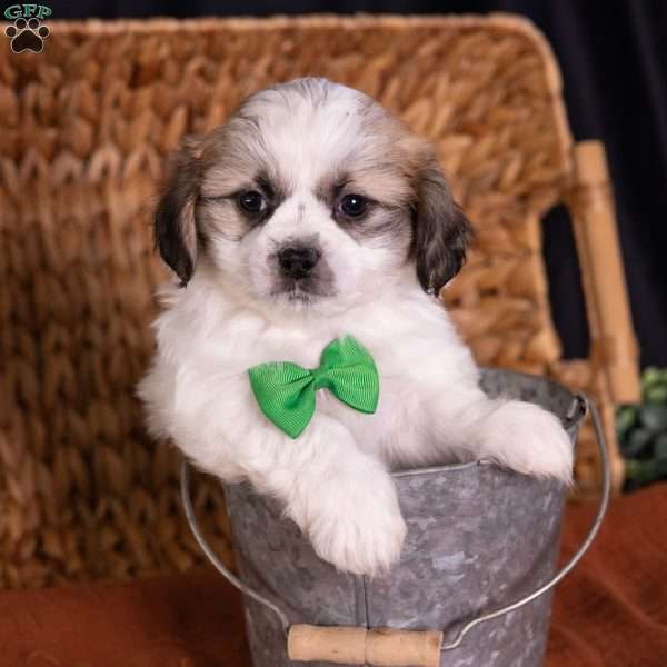 Seth, Teddy Bear Puppy